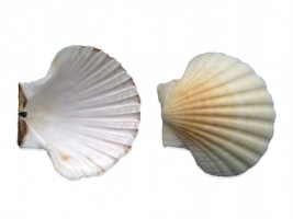 Coquille St Jacques naturelle 12,5/13,5cm